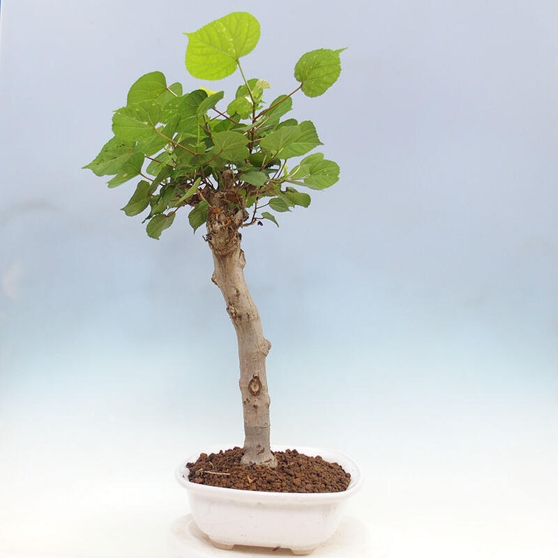 Camera bonsai - Hibiscus tiliaceus - Ibisco marino + libro SUISEKI Gratuito