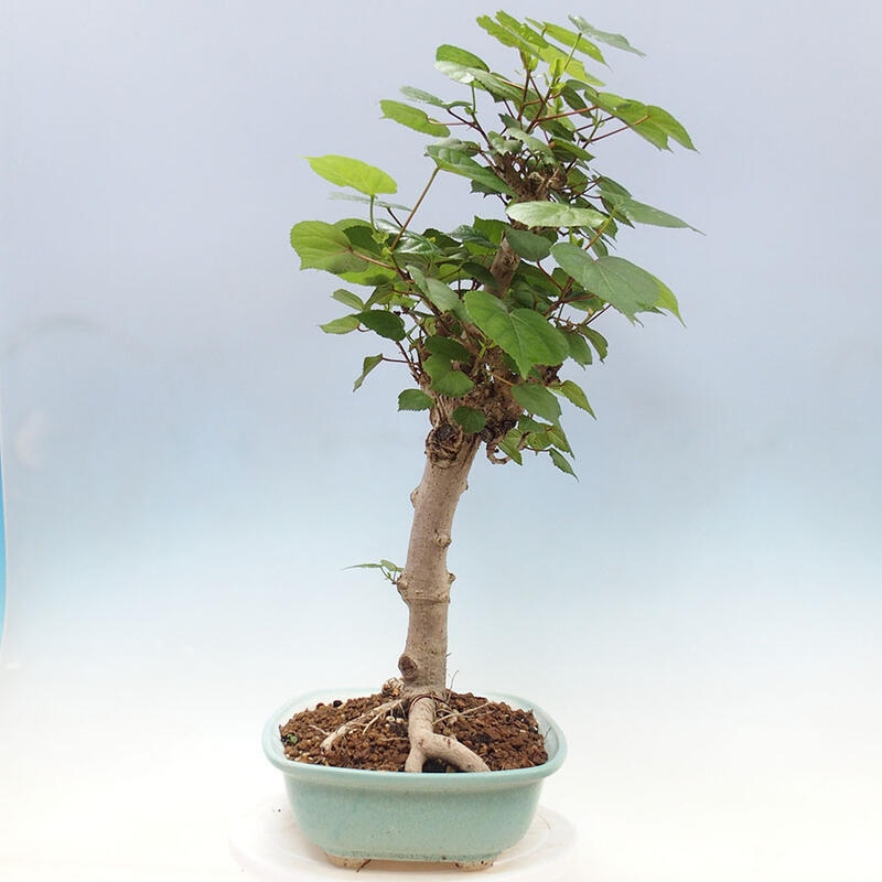 Camera bonsai - Hibiscus tiliaceus - Ibisco marino + libro SUISEKI Gratuito