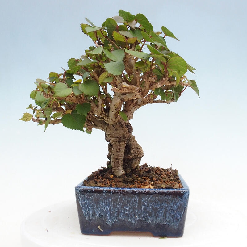 Bonsai da interno - Hibiscus tiliaceus - Ibisco marino