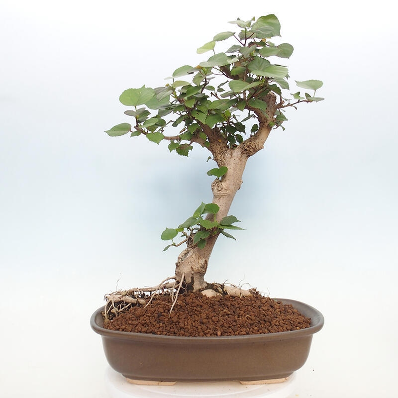 Bonsai da interno - Hibiscus tiliaceus - Ibisco marino