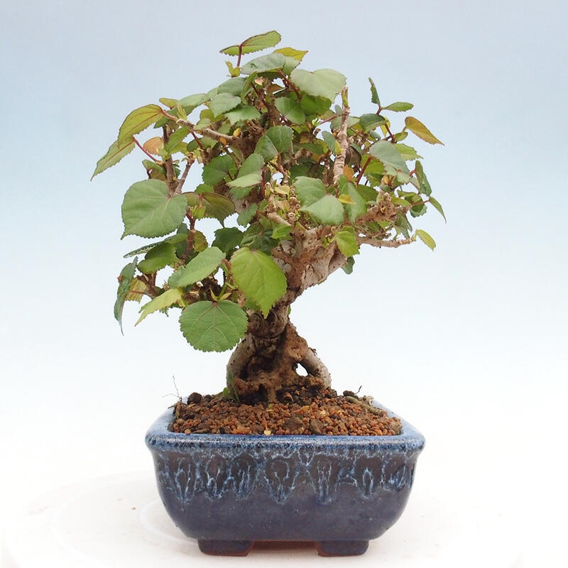 Bonsai da interno - Hibiscus tiliaceus - Ibisco marino