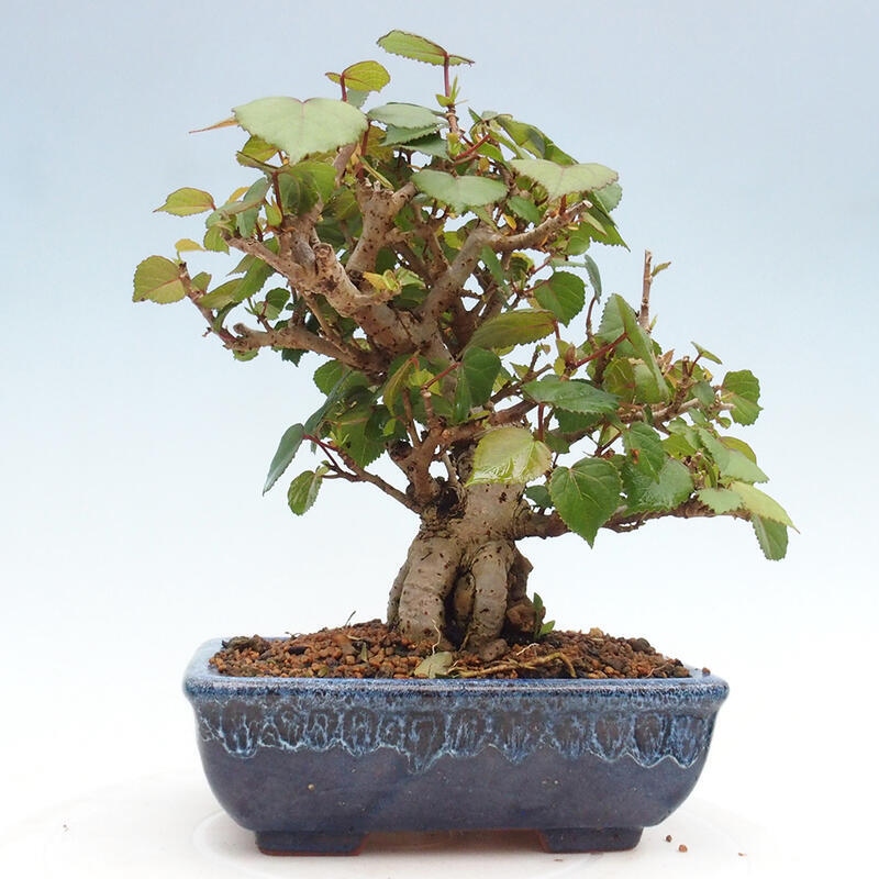 Bonsai da interno - Hibiscus tiliaceus - Ibisco marino