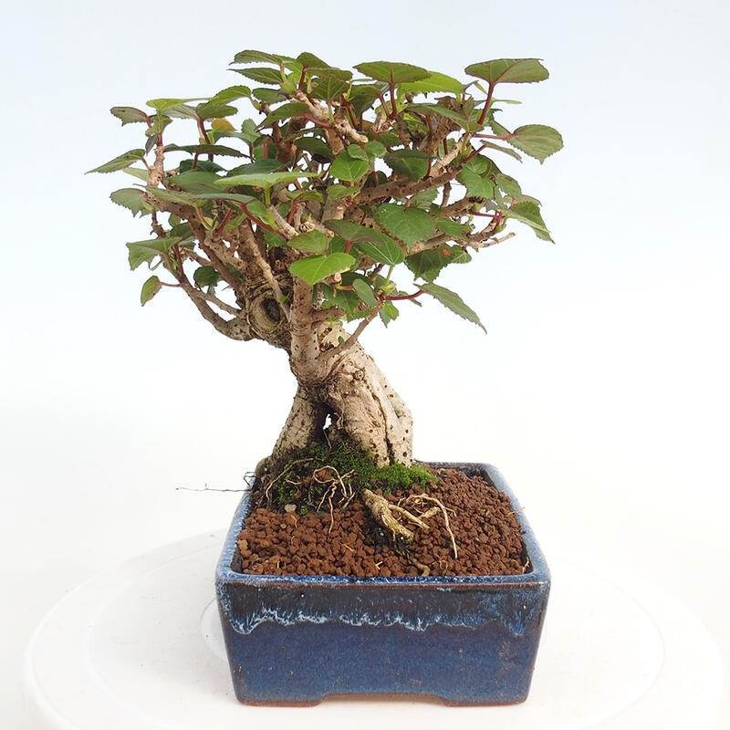 Bonsai da interno - Hibiscus tiliaceus - Ibisco marino