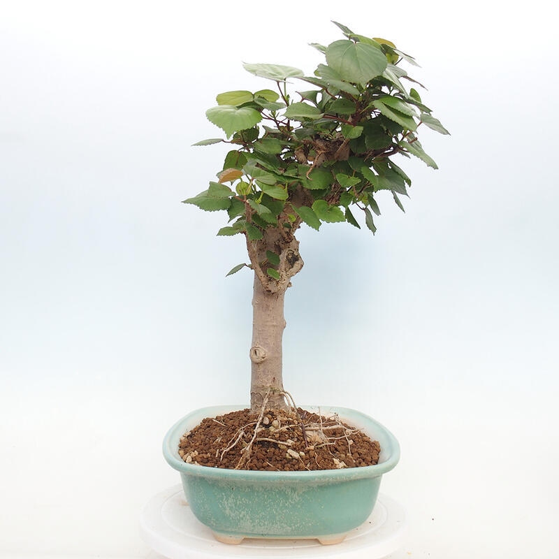 Bonsai da interno - Hibiscus tiliaceus - Ibisco marino