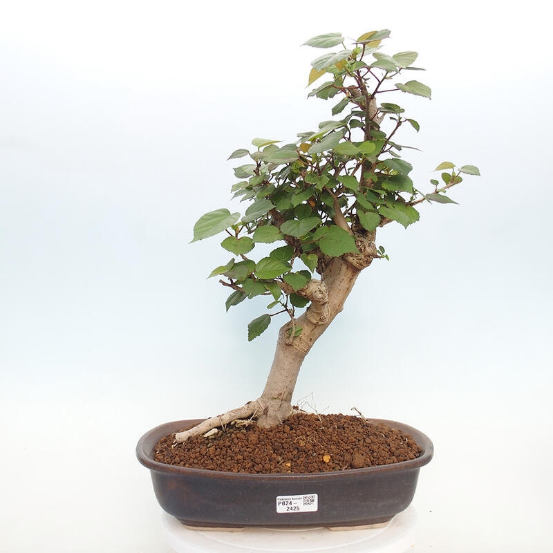 Bonsai da interno - Hibiscus tiliaceus - Ibisco marino