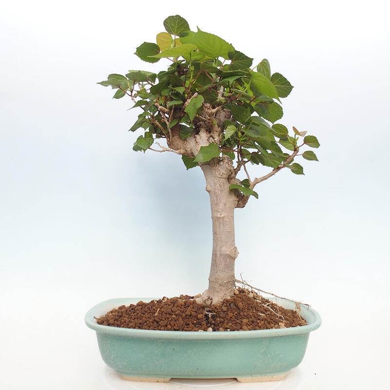 Bonsai da interno - Hibiscus tiliaceus - Ibisco marino