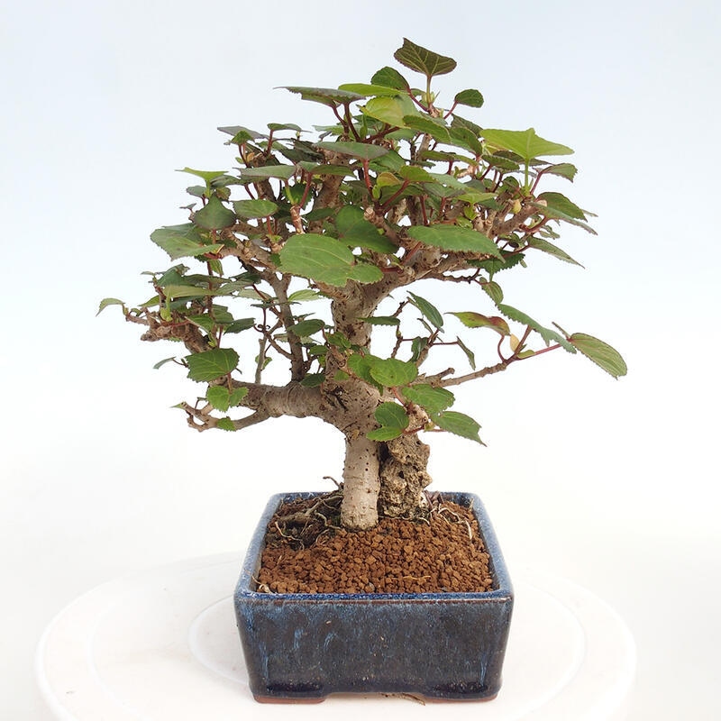Bonsai da interno - Hibiscus tiliaceus - Ibisco marino