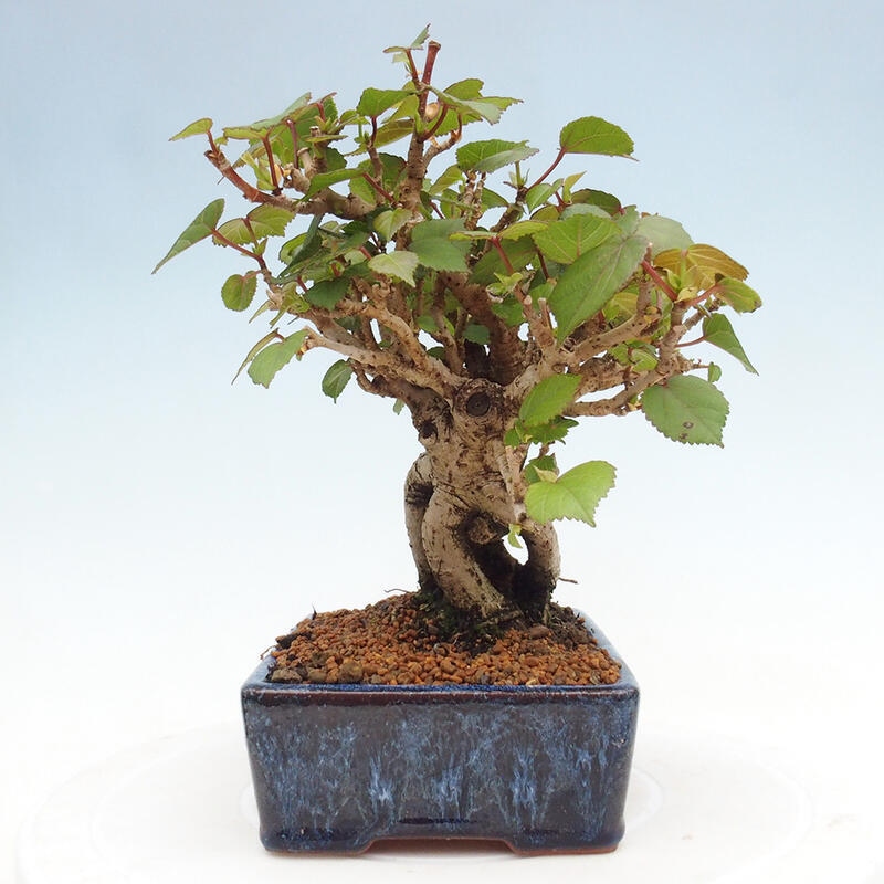 Bonsai da interno - Hibiscus tiliaceus - Ibisco marino