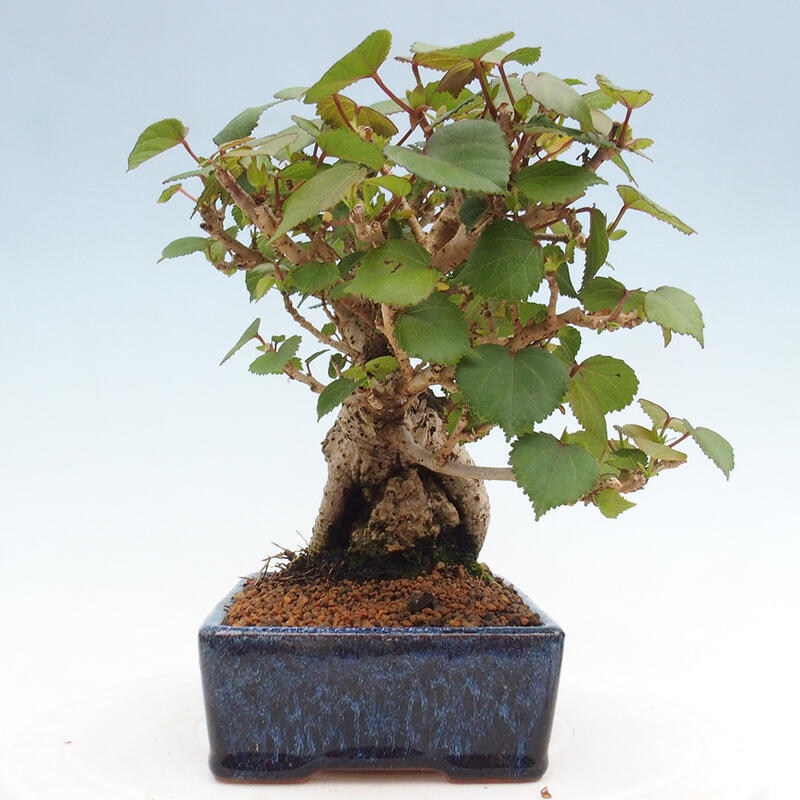 Bonsai da interno - Hibiscus tiliaceus - Ibisco marino
