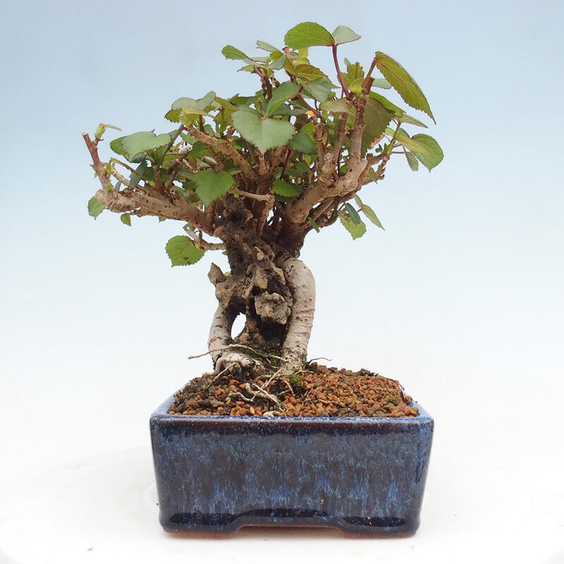 Bonsai da interno - Hibiscus tiliaceus - Ibisco marino