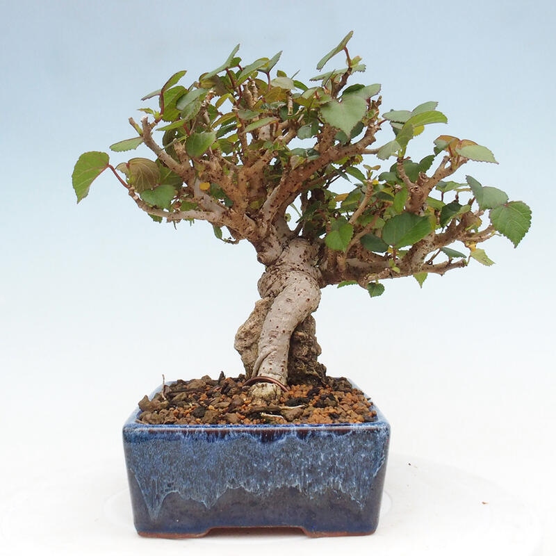 Bonsai da interno - Hibiscus tiliaceus - Ibisco marino