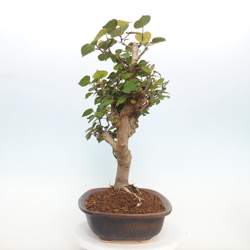 Bonsai da interno - Hibiscus tiliaceus - Ibisco marino
