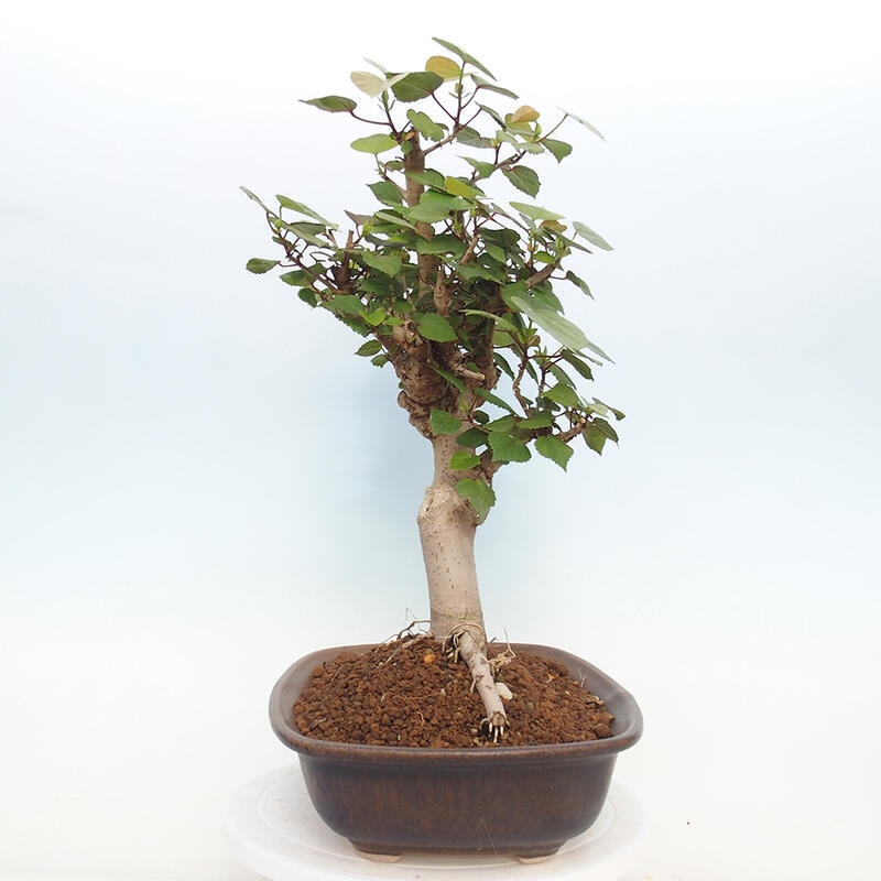 Bonsai da interno - Hibiscus tiliaceus - Ibisco marino