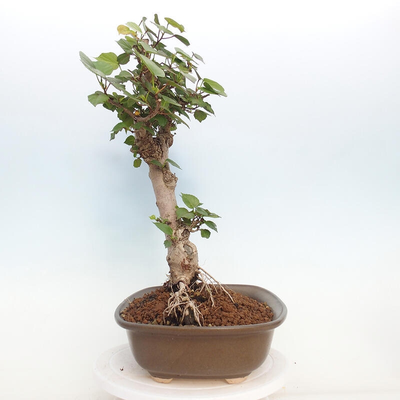 Bonsai da interno - Hibiscus tiliaceus - Ibisco marino