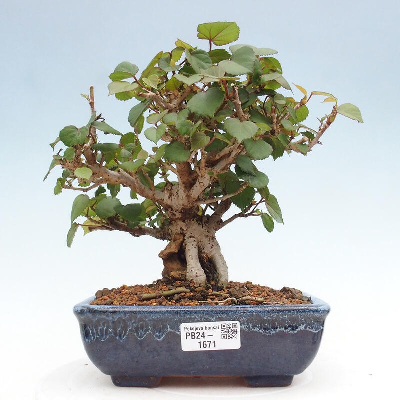 Bonsai da interno - Hibiscus tiliaceus - Ibisco marino