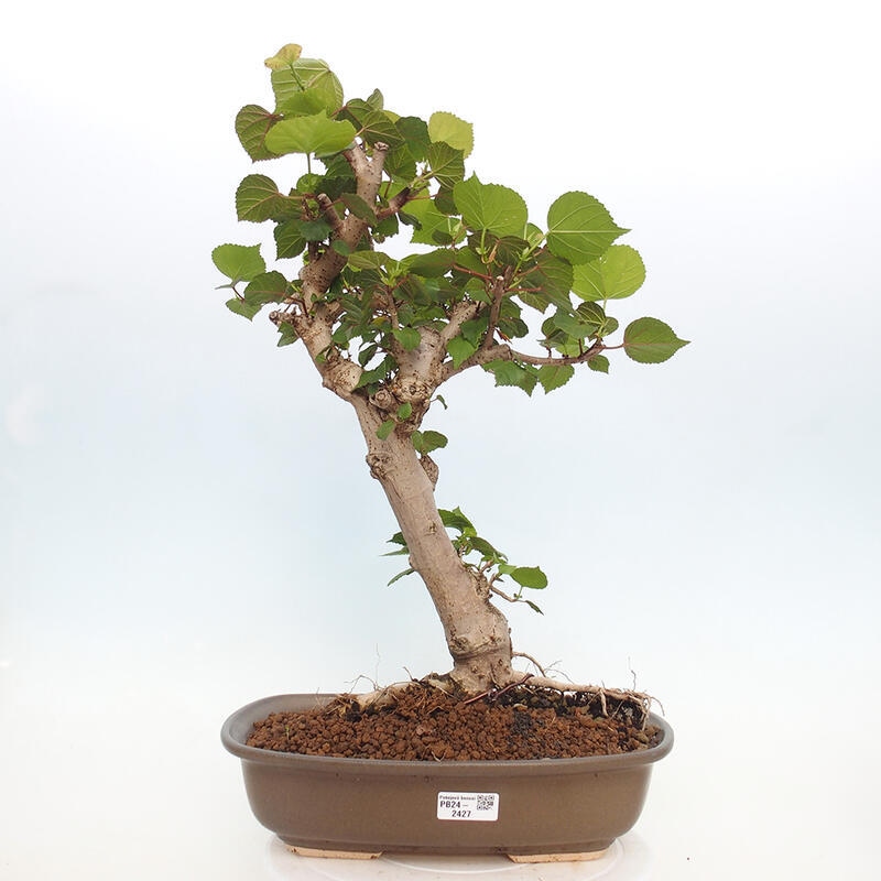 Bonsai da interno - Hibiscus tiliaceus - Ibisco marino