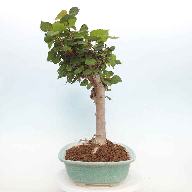 Bonsai da interno - Hibiscus tiliaceus - Ibisco marino