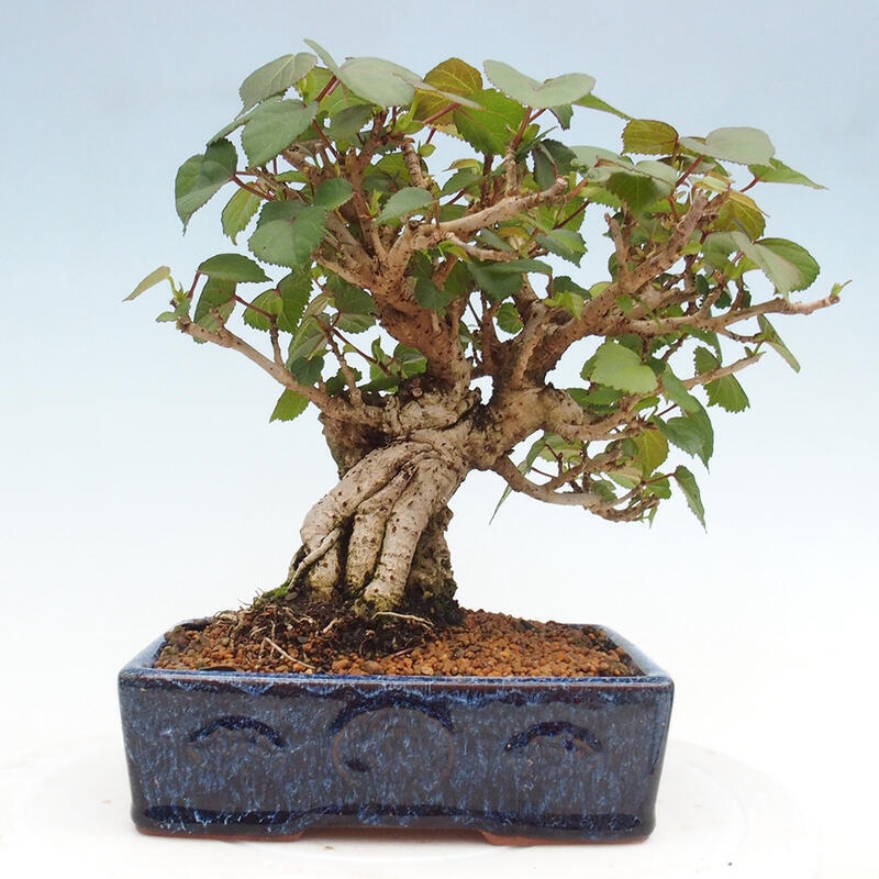 Bonsai da interno - Hibiscus tiliaceus - Ibisco marino