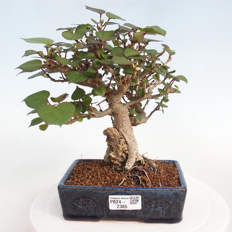 Bonsai da interno - Hibiscus tiliaceus - Ibisco marino
