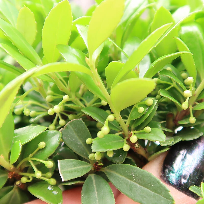 Camera bonsai - Ilex crenata - Agrifoglio