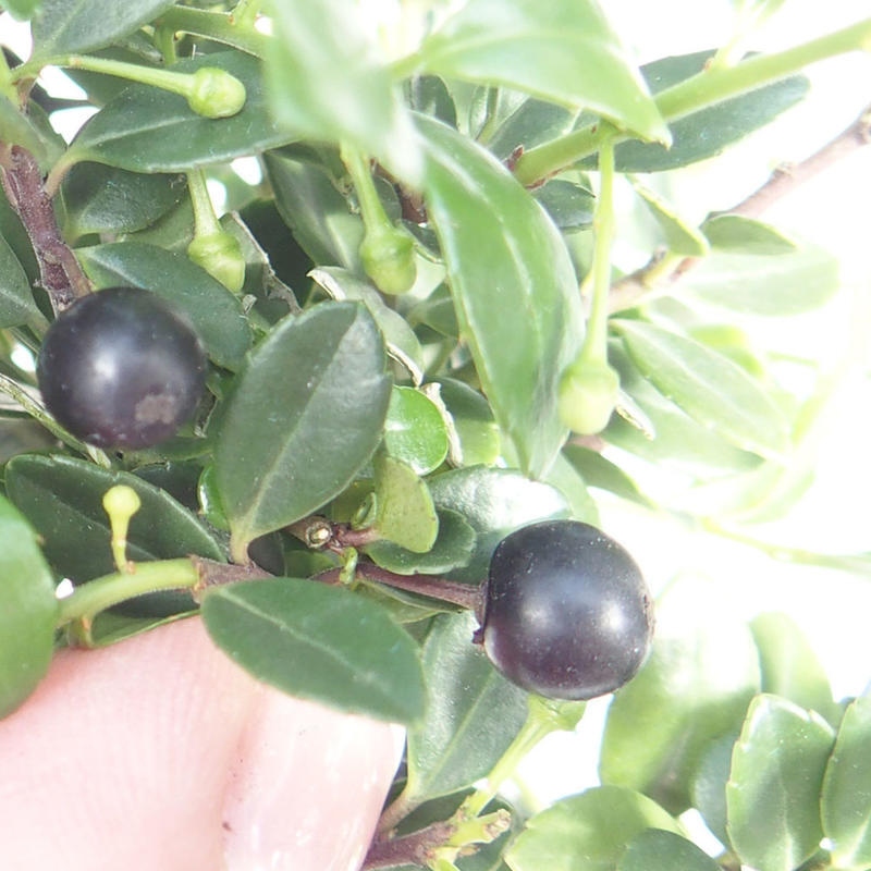 Kokedama con sottovaso - Ilex crenata - Agrifoglio