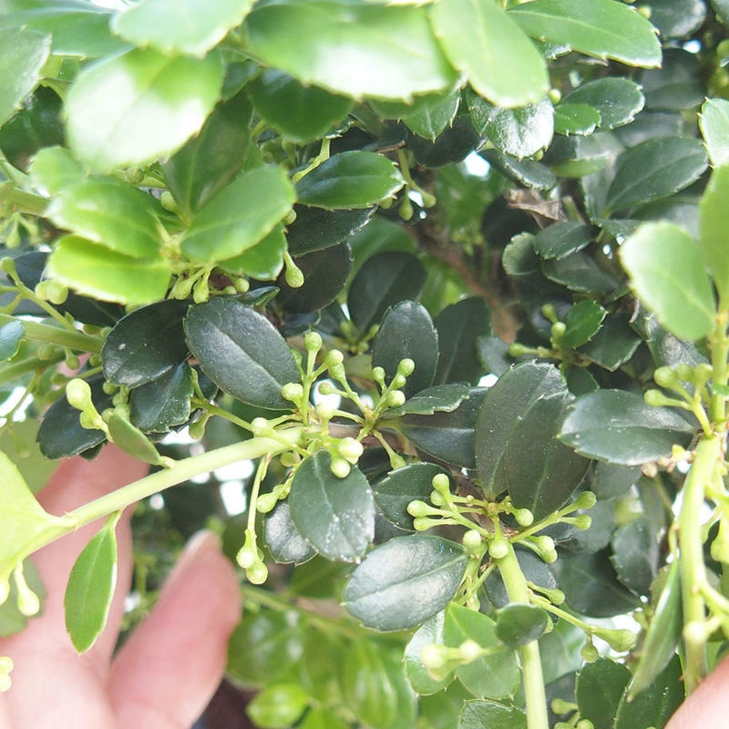 Kokedama con sottovaso - Ilex crenata - Agrifoglio