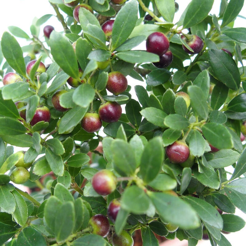 Camera bonsai - Ilex crenata - Agrifoglio