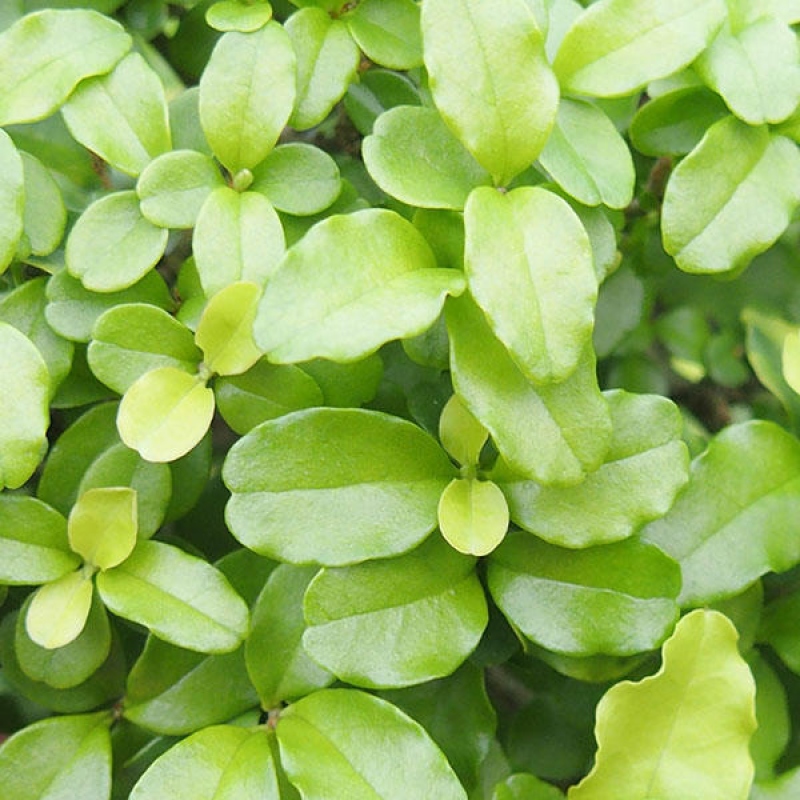 Camera bonsai -Ligustrum retusa - becco d'uccello a foglie piccole