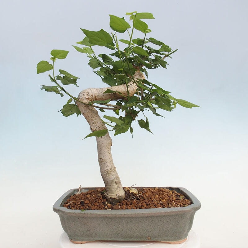 Bonsai da interno - Malvaviscus arboreus