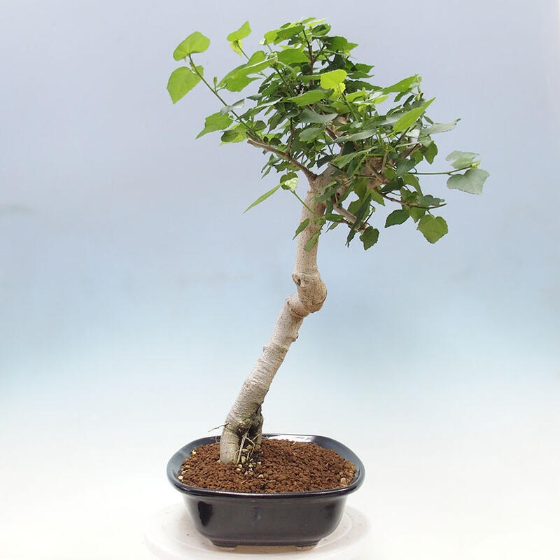 Bonsai da interno - Malvaviscus arboreus + libro SUISEKI Gratis