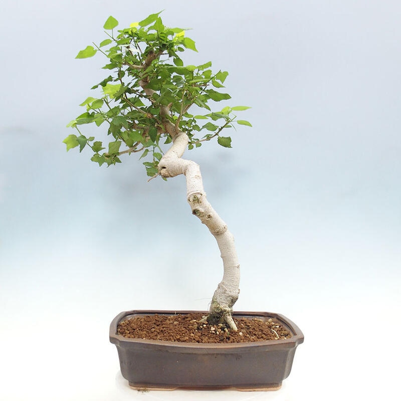 Bonsai da interno - Malvaviscus arboreus + libro SUISEKI Gratuito