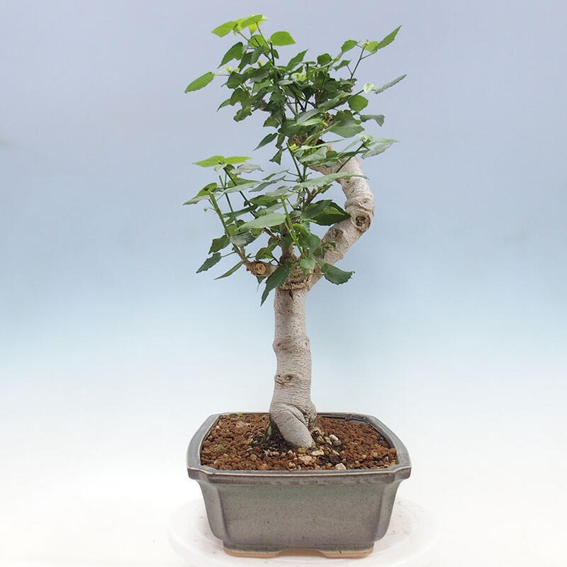 Bonsai da interno - Malvaviscus arboreus + libro SUISEKI Gratuito
