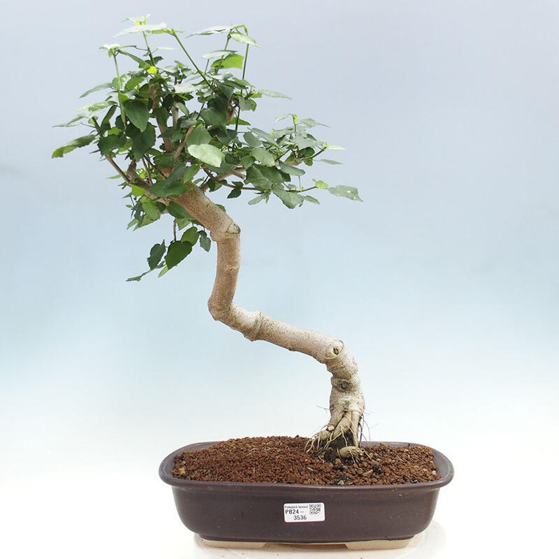 Bonsai da interno - Malvaviscus arboreus + libro SUISEKI Gratuito