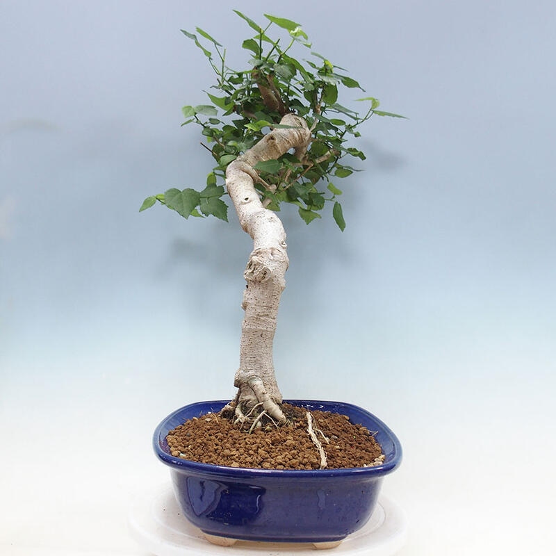 Bonsai da interno - Malvaviscus arboreus + libro SUISEKI Gratis