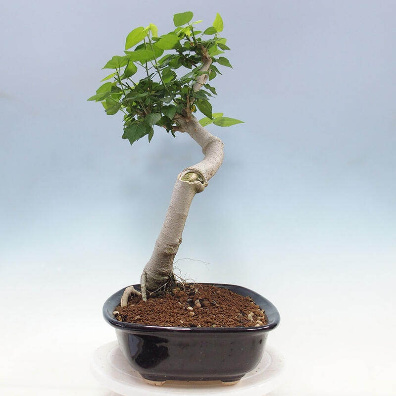 Bonsai da interno - Malvaviscus arboreus + libro SUISEKI Gratuito