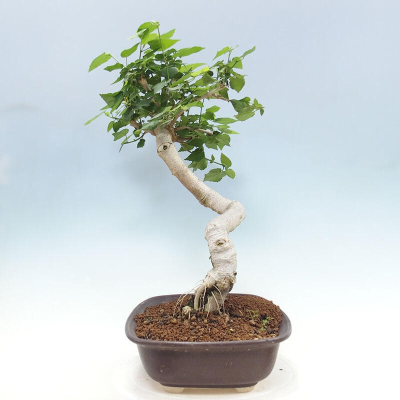 Bonsai da interno - Malvaviscus arboreus + libro SUISEKI Gratuito