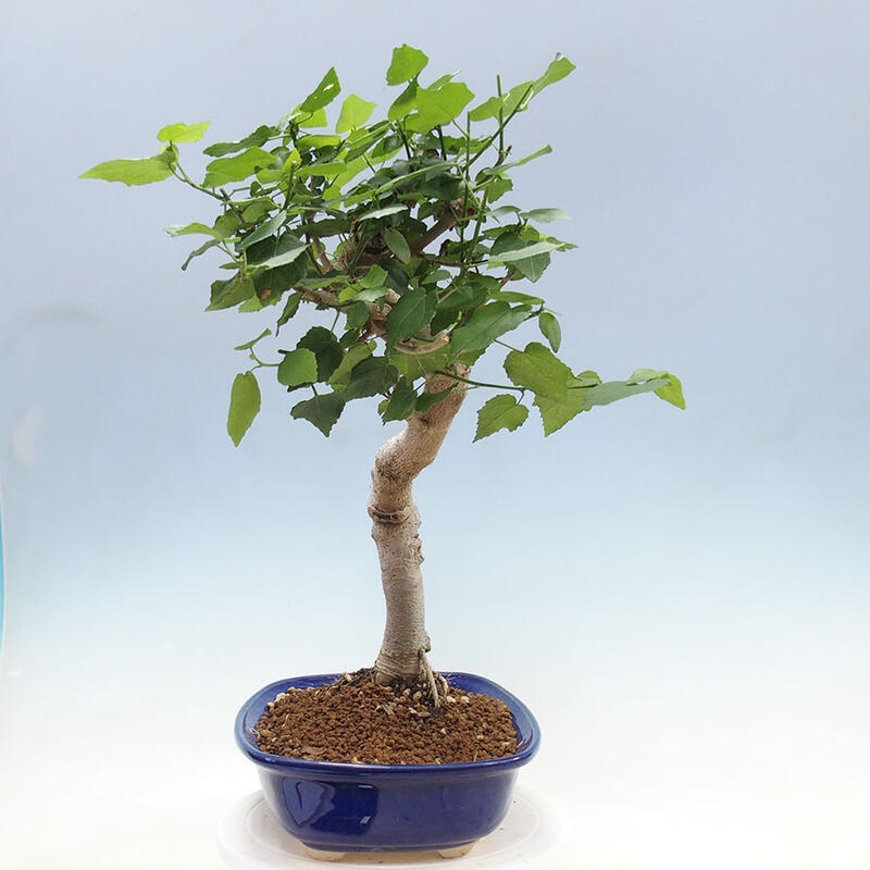 Bonsai da interno - Malvaviscus arboreus + libro SUISEKI Gratis