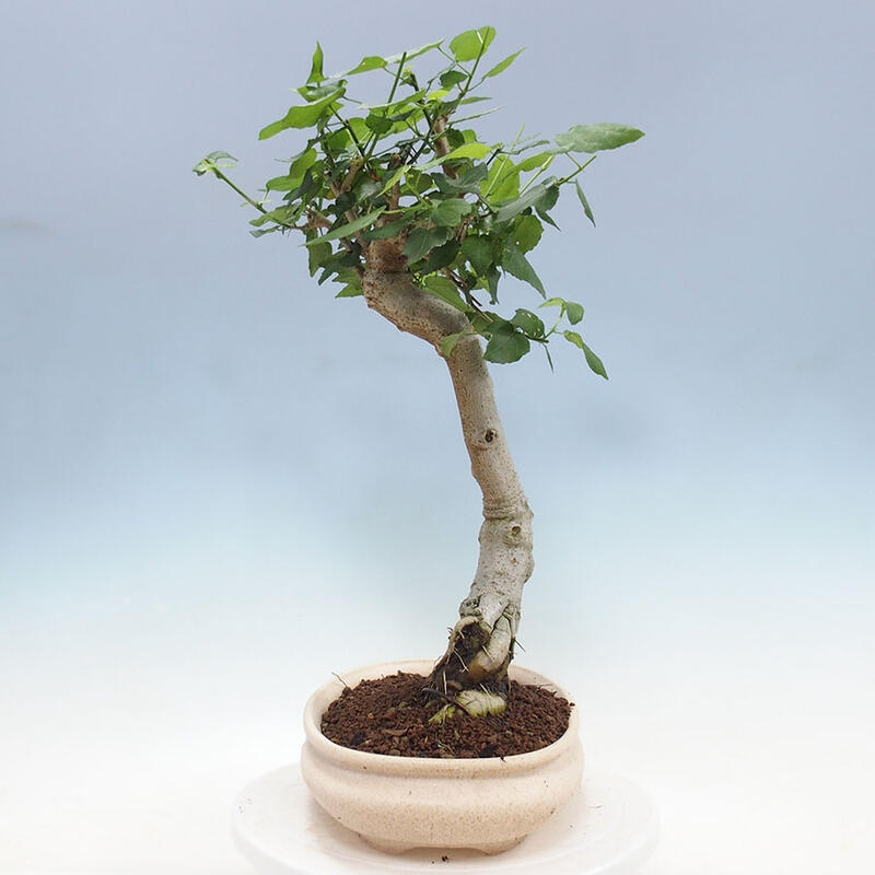 Bonsai da interno - Malvaviscus arboreus + libro SUISEKI Gratuito