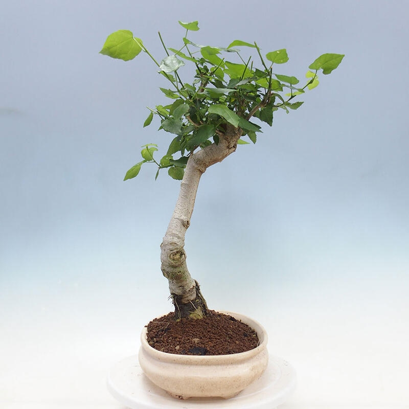 Bonsai da interno - Malvaviscus arboreus + libro SUISEKI Gratuito