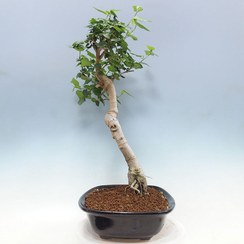 Bonsai da interno - Malvaviscus arboreus + libro SUISEKI Gratis