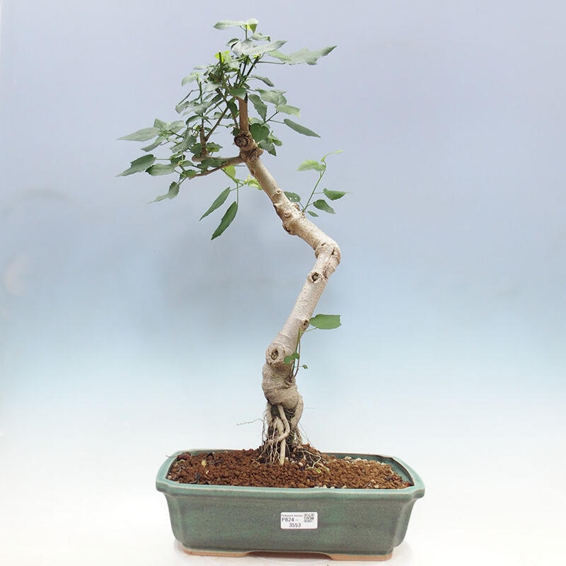 Bonsai da interno - Malvaviscus arboreus + libro SUISEKI Gratis