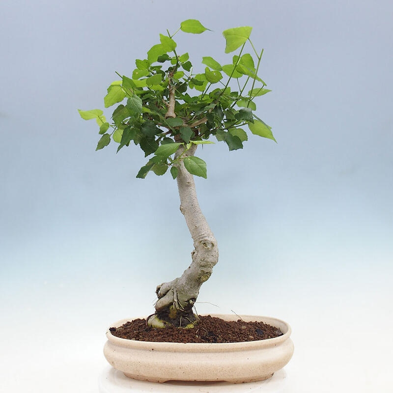 Bonsai da interno - Malvaviscus arboreus + libro SUISEKI Gratuito