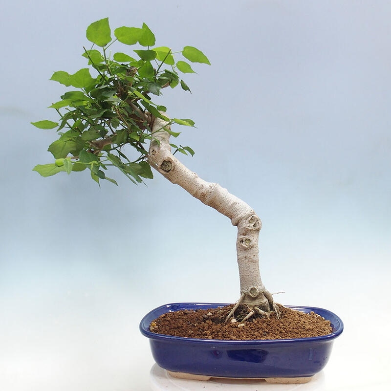 Bonsai da interno - Malvaviscus arboreus + libro SUISEKI Gratis