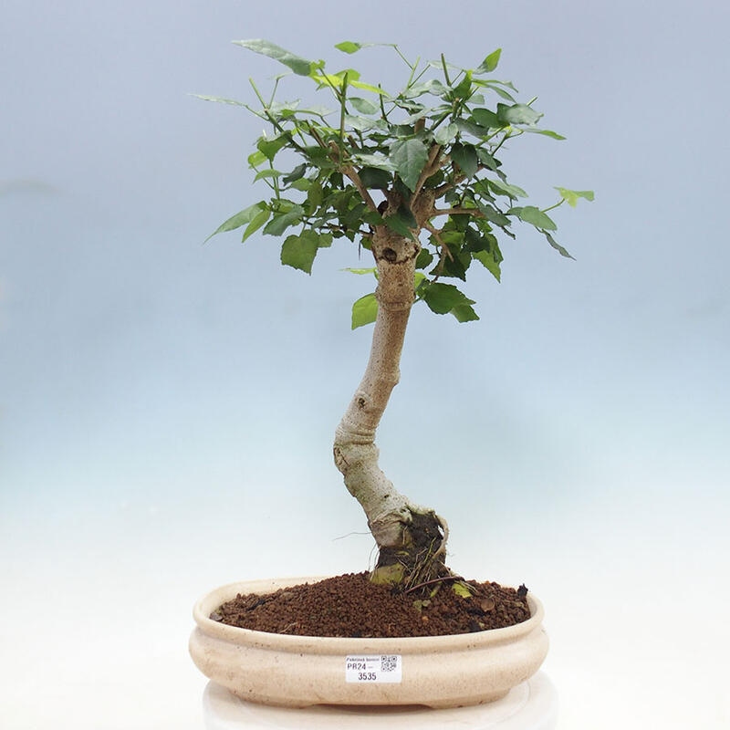 Bonsai da interno - Malvaviscus arboreus + libro SUISEKI Gratuito