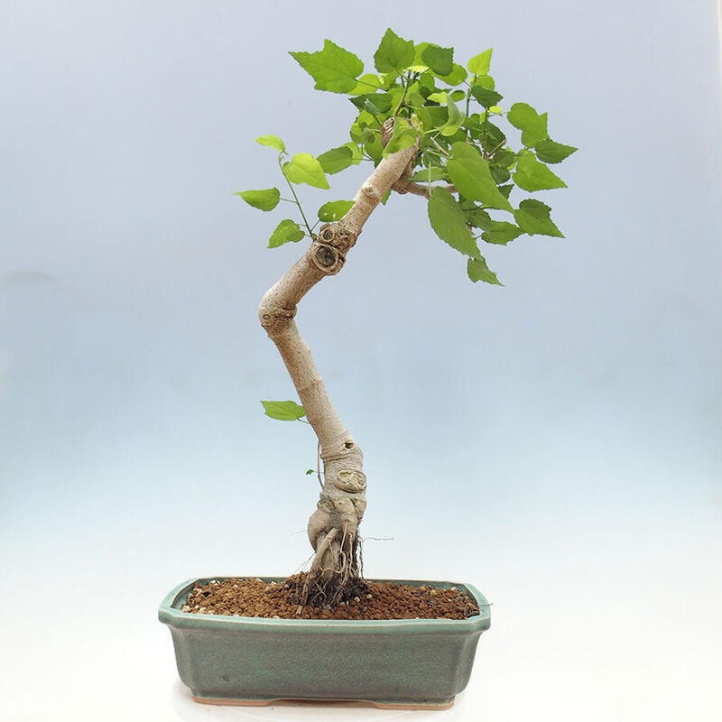 Bonsai da interno - Malvaviscus arboreus + libro SUISEKI Gratis
