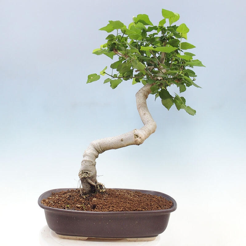 Bonsai da interno - Malvaviscus arboreus + libro SUISEKI Gratuito