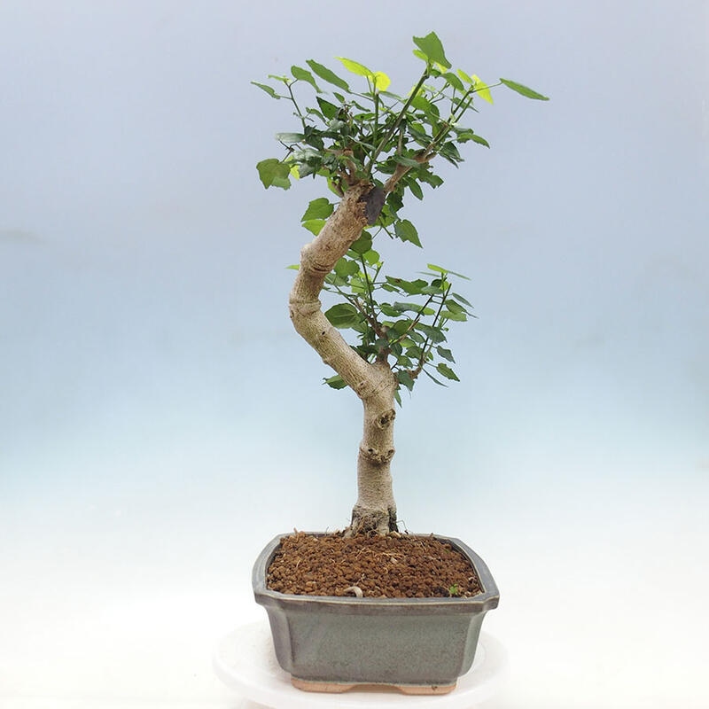 Bonsai da interno - Malvaviscus arboreus + libro SUISEKI Gratuito