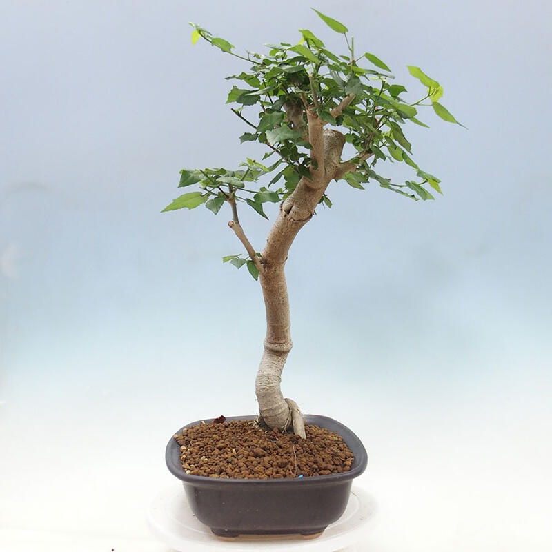 Bonsai da interno - Malvaviscus arboreus + libro SUISEKI Gratuito