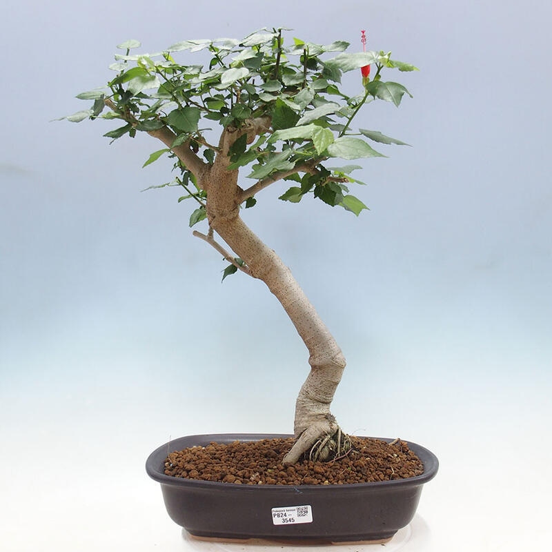 Bonsai da interno - Malvaviscus arboreus + libro SUISEKI Gratuito