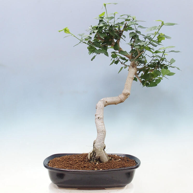 Bonsai da interno - Malvaviscus arboreus + libro SUISEKI Gratis